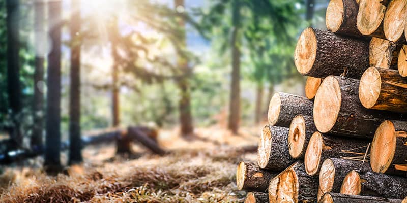 Stack of logs